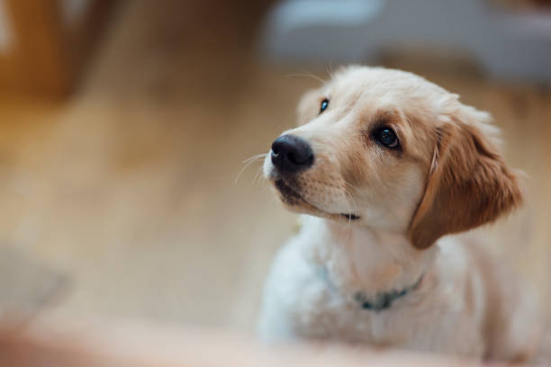 ラブラドール子犬 ストックフォト