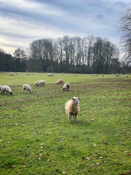 Sheep grazing on green field in Oxfordshire stock photo