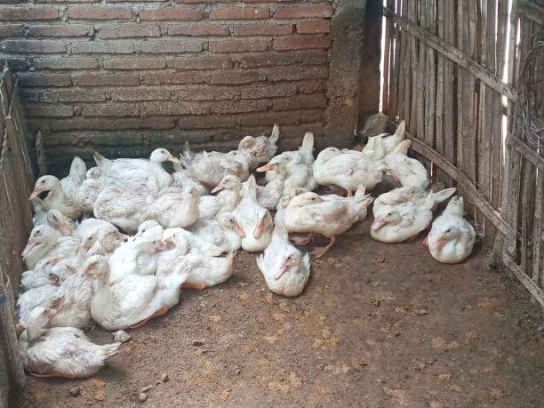 istock A group of resting ducks 1464116943