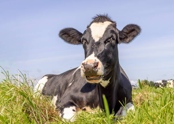 Cow lying down, showing teeth while chewing, relaxed and happy in the green grass field in Holland