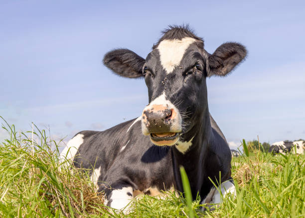 Cow lying down, showing teeth while chewing, relaxed and happy in the green grass field in Holland stock photo