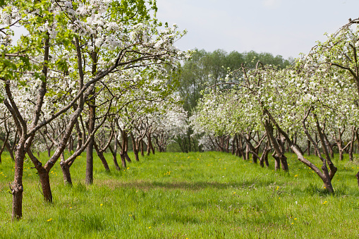 Apple garden, blossom on tree. Flowering orchard in springtime. Seasonal background of white blooming flowers. Scenic image of trees in oldstyle agricultural land.