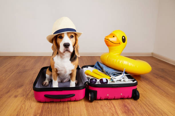 istock A beagle dog in a straw hat sits in a suitcase with things 1464121415