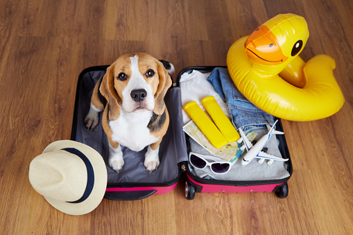 A beagle dog in in a suitcase with things and accessories for summer holidays. Top view.