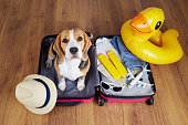 A beagle dog in in a suitcase with things and accessories for summer holidays.