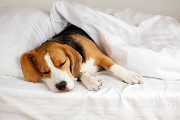 istock Cute dog Beagle sleeps on the bed under a blanket. 1464121532