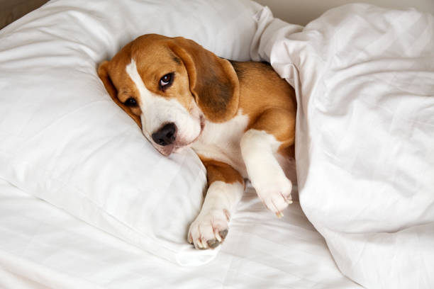 istock The Beagle dog is lying on a pillow on the bed under a blanket . 1464121548
