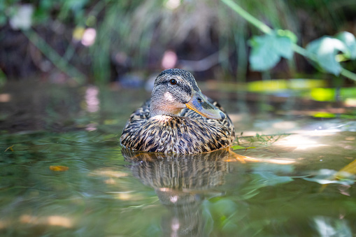 Duck swimming in the river between the flora.