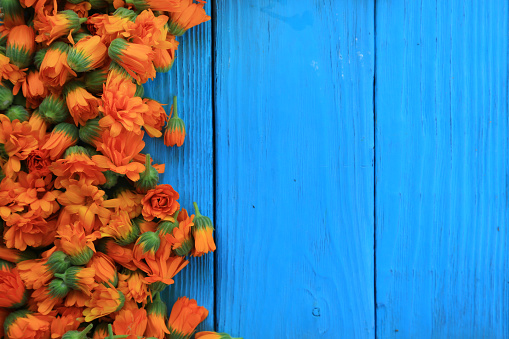 Freshly picked flowers of calendula officinalis on a blue wooden background