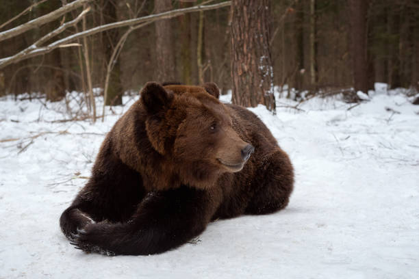 Brown bear (ursus arctos) lies on the snow in the forest. Close-up portrait.