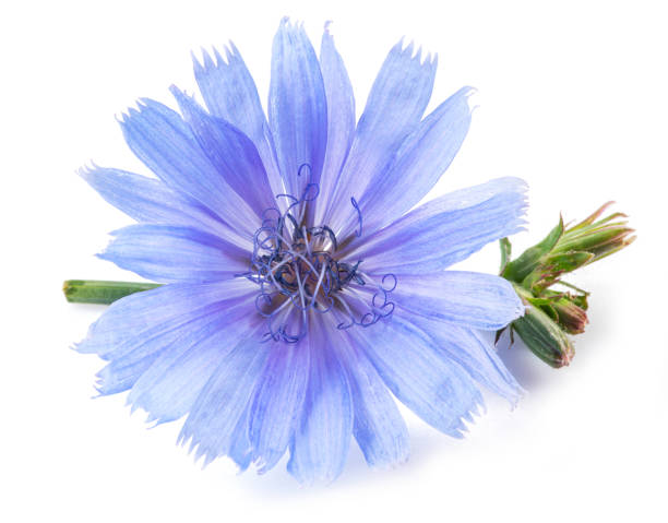 istock Chicory flower close up on the white background. 1464123863