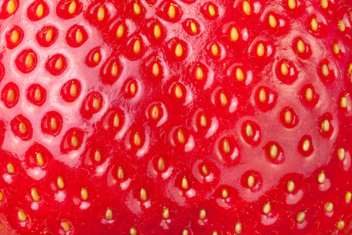 Strawberries grow in batches at a greenhouse in Mie Prefecture, Japan.