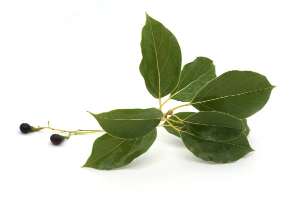 rama de alcanfor con hojas y frutos aislados sobre un fondo blanco - alcanforero fotografías e imágenes de stock