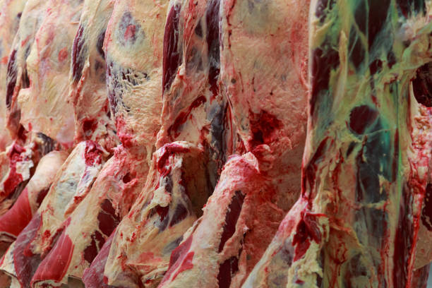 Cool storage with cow carcasses in beef factory. Big meat plant with slaughterhouse and processing line.