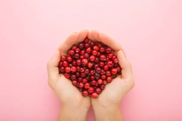 Young adult woman opened palms holding heap of fresh red cranberries on light pink table background. Pastel color. Closeup. Point of view shot. Top down view.