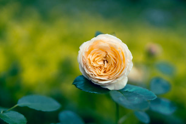 istock rose in garden 1464131388