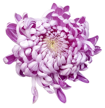 A large chrysanthemum, the flower color is pink and white. Isolated a large flower with clipping path. Chrysanthemum exhibition. Taiwan