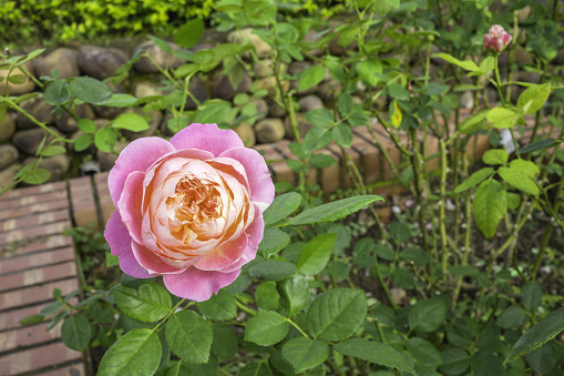 A blooming rose flower, its color is red and white. Isolated a large flower with clipping path. Beautiful flowers in the park.