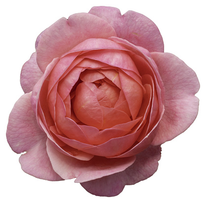 Closeup photo of a beautiful bouquet of pastel cream and pink roses, yellow and pink honeysuckle and Hawthorne blossom in a glass vase on a rustic wooden table in front of a pale curtain