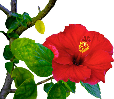 A blooming red hibiscus flower. Isolated a large flower with clipping path.