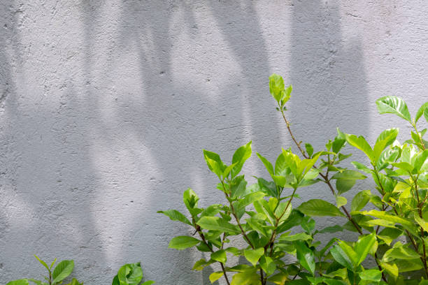 istock Concrete wall with shadows and leaves on a sunny day. 1464133486