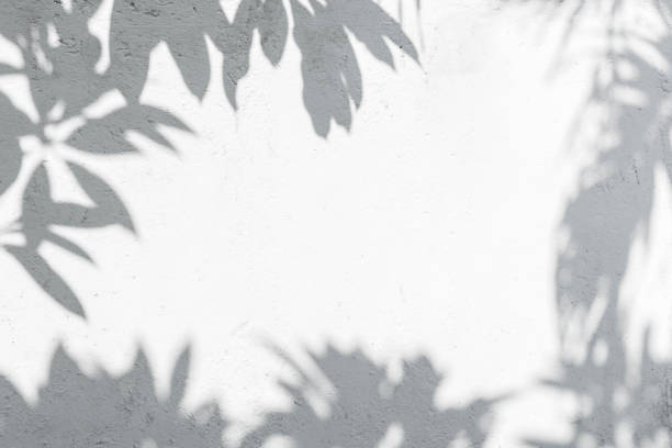 istock White wall with shadows from tropical plants with a copy space. 1464133767