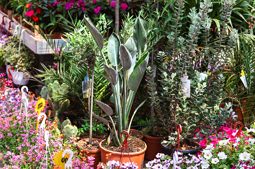 Variety of plants growing in garden center. Large group of pots arranged in plant nursery. Interior of greenhouse.