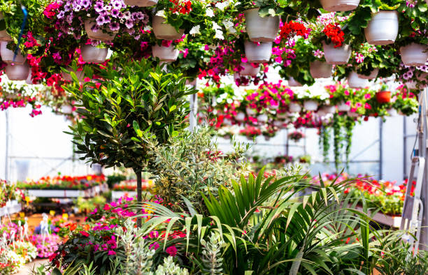 Variety of plants growing in garden center. Large group of pots arranged in plant nursery. Interior of greenhouse.