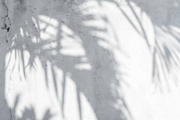 istock White wall with shadows from tropical plants with a copy space. 1464134205