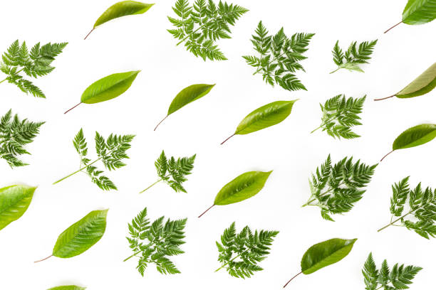 istock green plant foliage on white background 1464135006