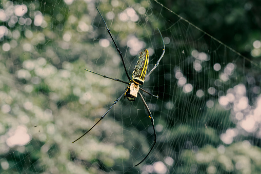 Close up of Golden Silk Orb Weaver (Nephila) or Giant wood spiders, or Banana spiders. Big colorful spider on its web in forest