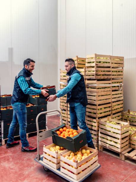 istock Fresh fruits and vegetables in warehouse 1464136046