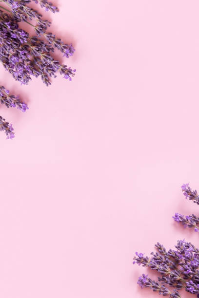 istock Lavender flowers on pink background top view. Copy space. Vertical format 1464137500