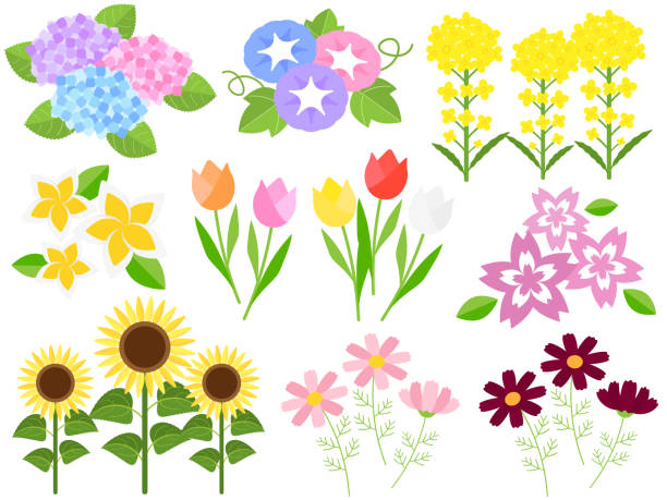 zestaw 9 ikon kwiatów - 2614 stock illustrations