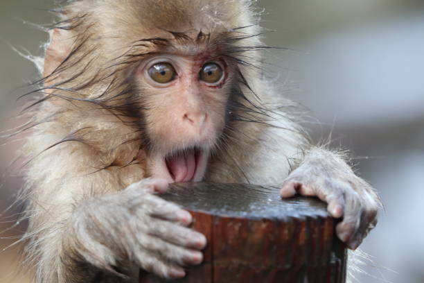 Snow monkey baby in Nagano, Japan