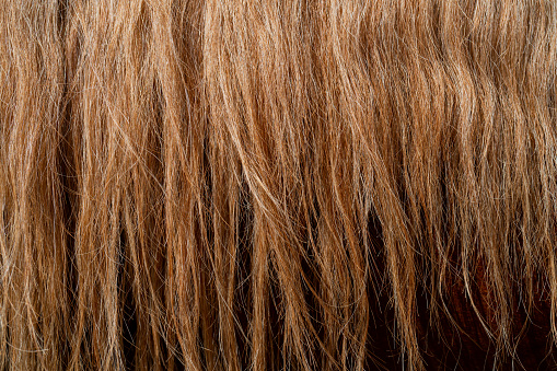 The wavy, thick red mane of the horse.\nBeautiful wavy hair.