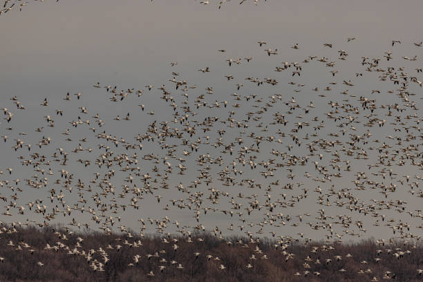istock Thousands of Snow Geese fly over the marsh 1464141528