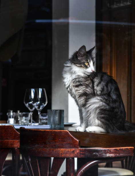 istock Beautiful cat sitting in a luxury house 1464142608