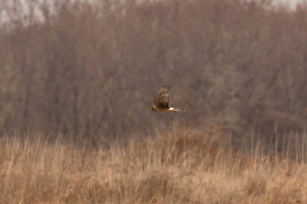 istock Female Northern Harrier flies over the marsh 1464142671