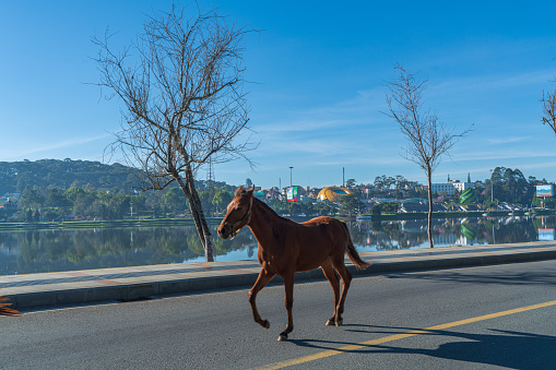 A horse walking by the Xuan Huong lake in the morning - Da Lat city, Lam Dong province, central highlands Vietnam