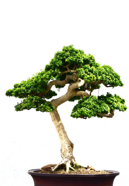 istock Bonsai Boxwood Tree Pruned and Manicured in a Pot 1464142872