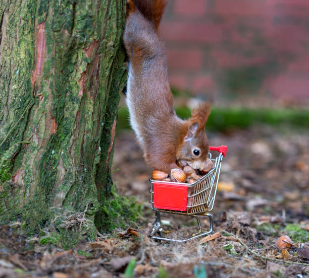 istock European red squirrel is hanging upside down on a tree and is collecting hazelnuts in a shopping trolley. 1464143966