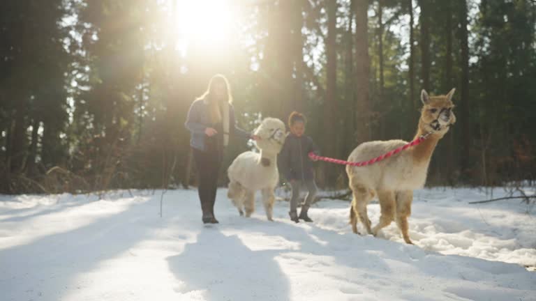 Caucasian Mother And Mixed Race Daughter Walking Alpacas In Winter