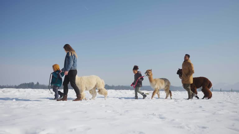 Alpacas On A Winter Walk With A Diverse Family