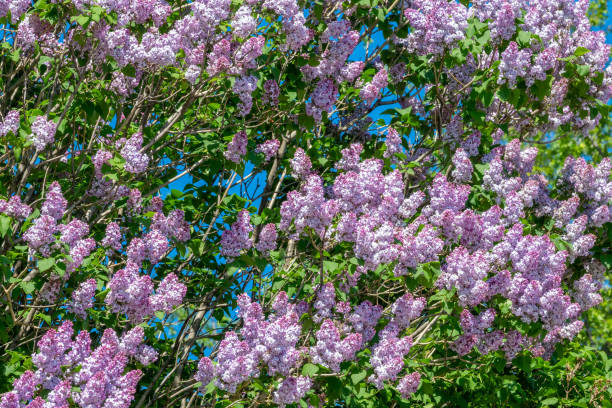 istock Purple lilacs. Spring floral background 1464145146