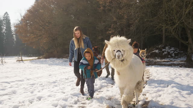 Divers Family Walking With Alpacas On The Snow
