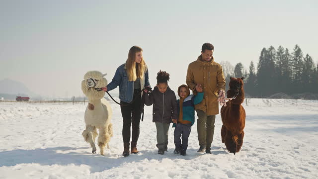 Mixed Race Family Walking With Alpacas In Winter