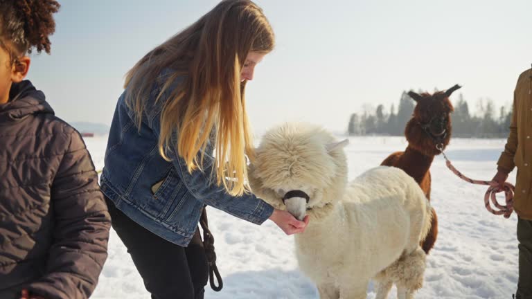 Diverse Family Feeding Alpacas In Winter