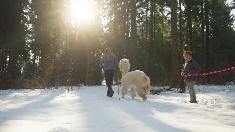 Caucasian Mother And Mixed Race Daughter Walking Stubborn Alpacas In Winter