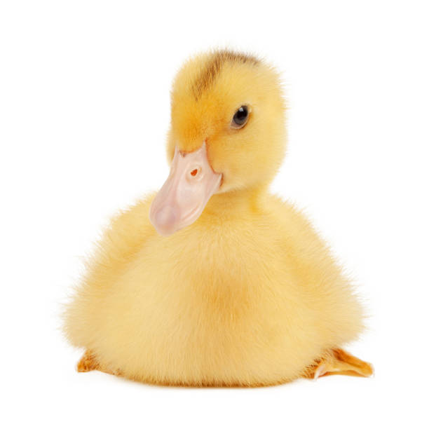 Newborn mulard chick on a white background, poultry duck.